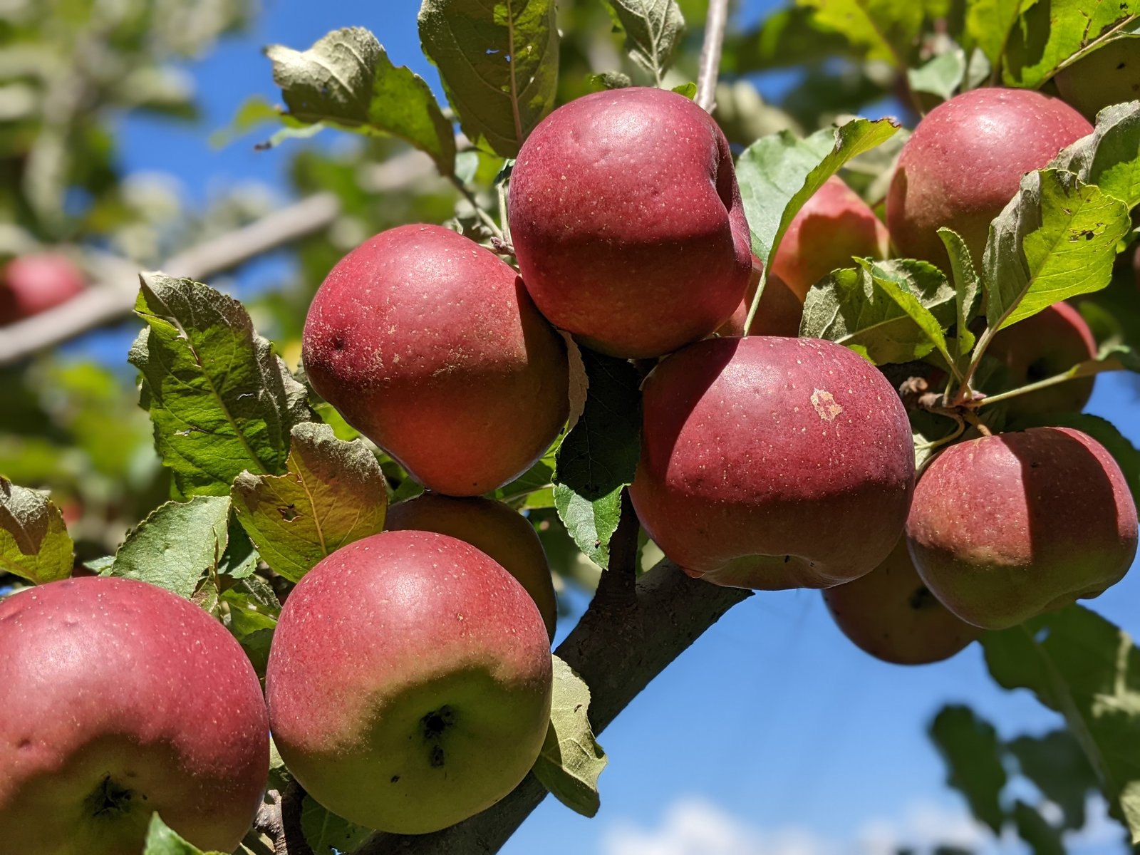 Apple Orchard Visits